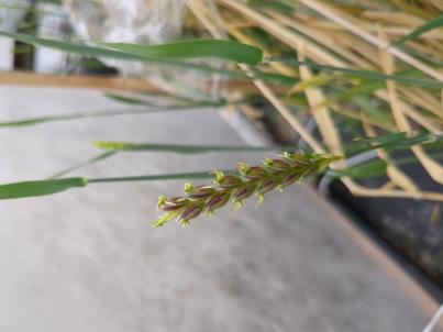 Click for 3 image(s) for this accession. SPIKE